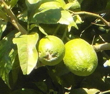 Lura Отель типа 