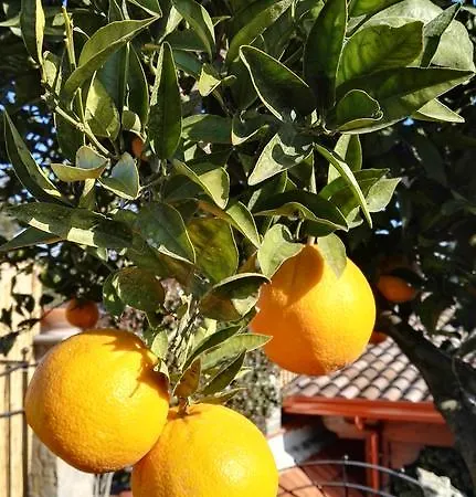 Oda ve Kahvaltı Lura